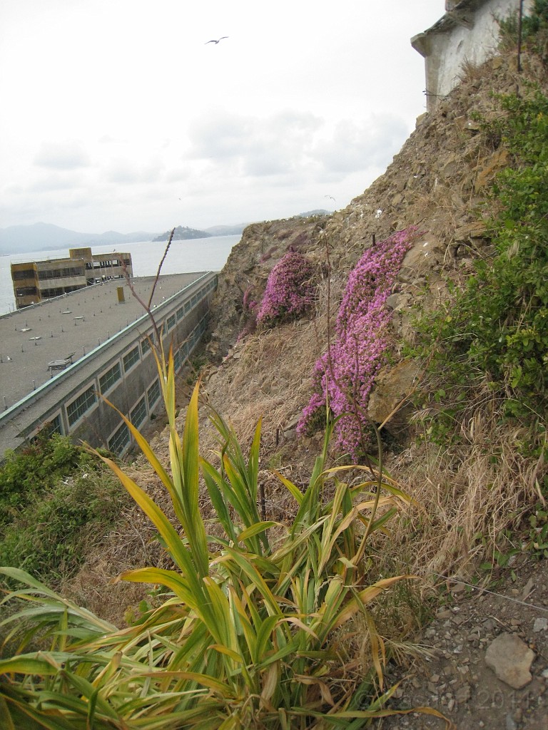 2011 Bay 2 Breakers Saturday 0795.JPG - I was able to participate in the 2011, 100th anniversary of the San Francisco Bay to Breakers 12K race. A great weekend for sight seeing and racing.